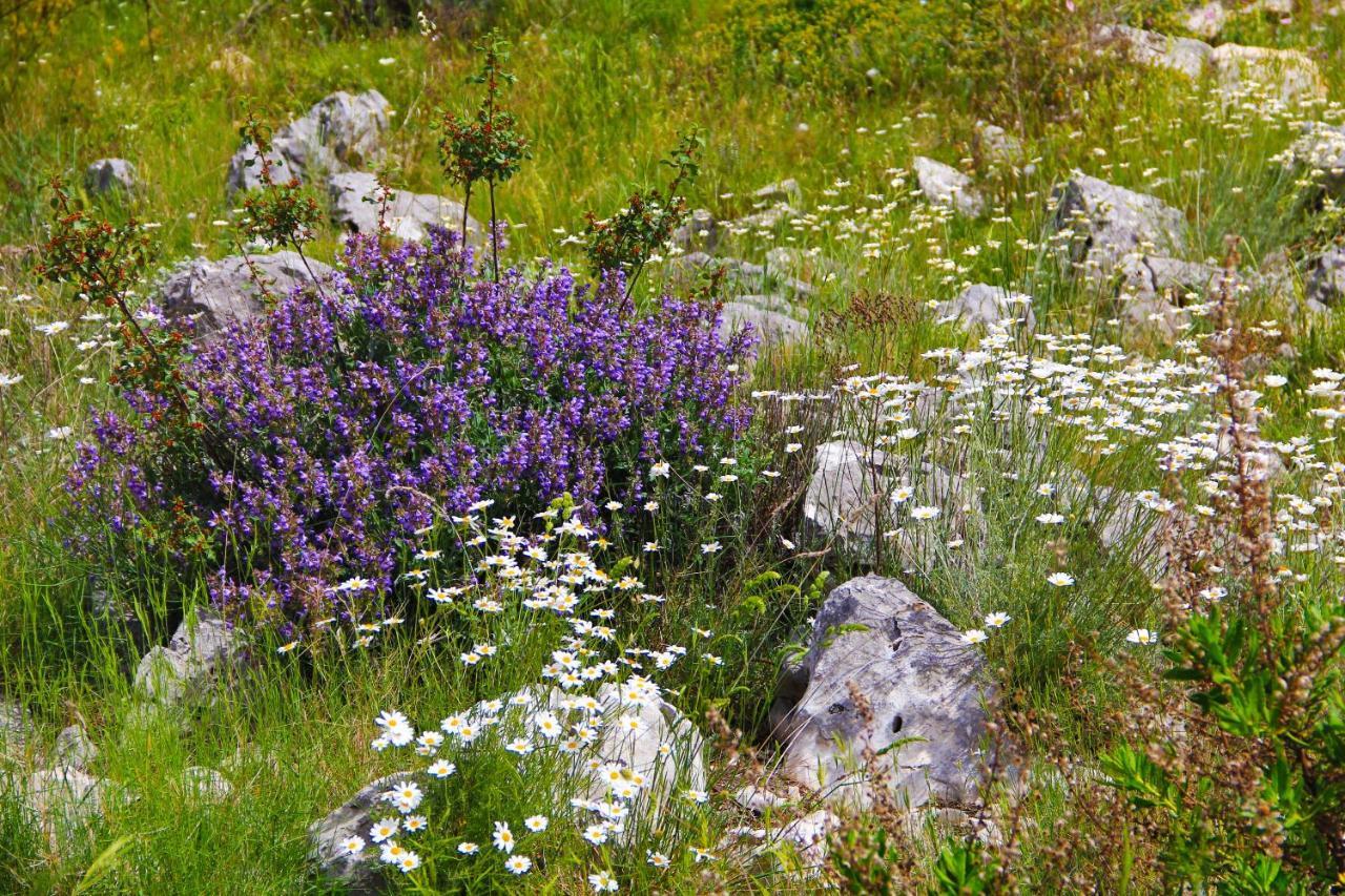 Villa Zlatno Sunce In The Hills Near Trogir Vrsine Eksteriør bilde